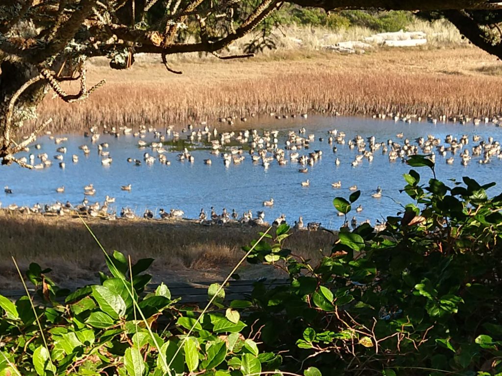 Ducks on the Salishan Lagoon