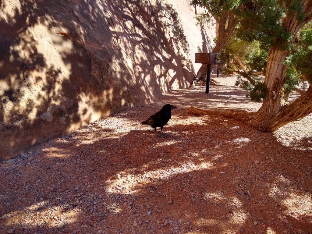 This raven scared us by sneaking up behind and cackling when we took too long to eat.